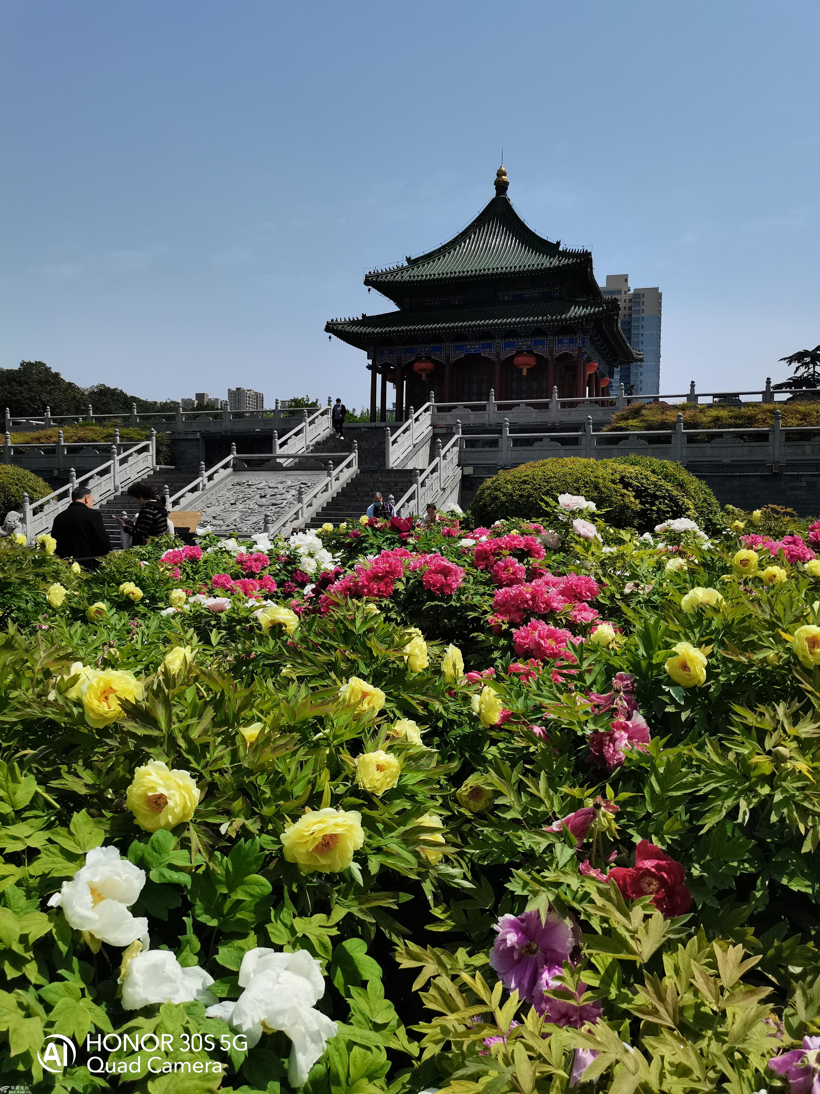 西安兴庆宫牡丹