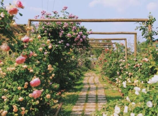 满墙的蔷薇,下是一条"长"在花丛中的长椅,让你立马轻松get一张田园小