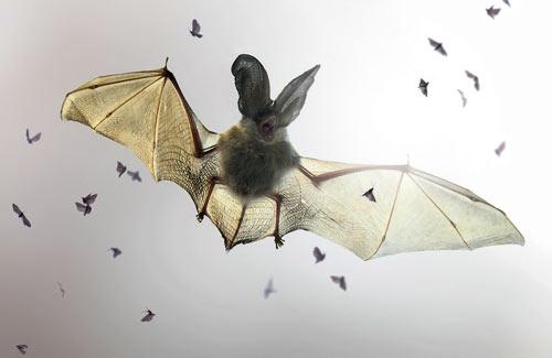 研究：新冠病毒或由来自蝙蝠穿山甲冠状病毒重组