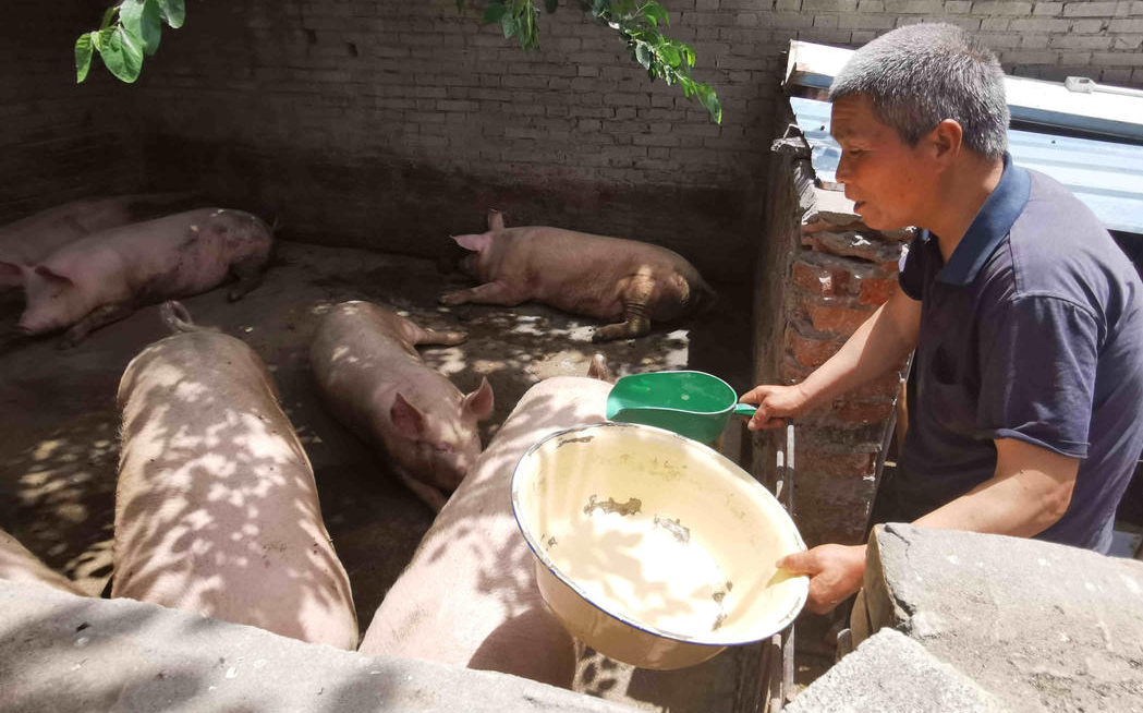 周至终南镇禅定村六旬五保户养猪攒钱 希望卖猪后给自己安个家