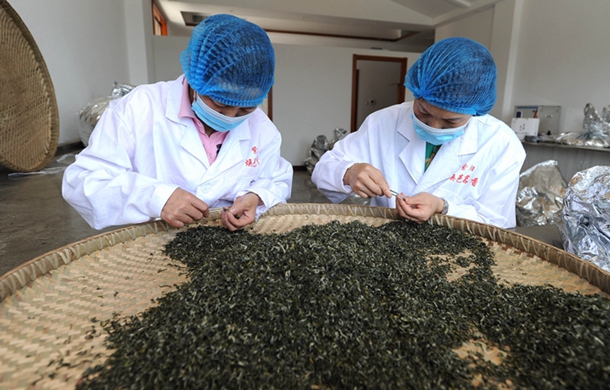 走进大美秦岭丨在外打拼的紫阳人回乡创业 生态茶产业助力村民致富