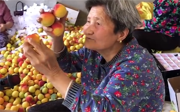 视频|80岁“hèng”奶奶直播卖红杏 气质不输年轻女主播
