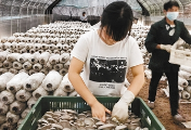 蓝田贫困户蘑菇丰产却遇滞销 只能靠给亲朋好友来推销