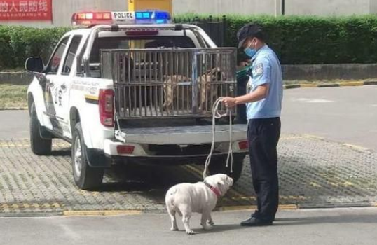 西安警方提醒：城里的大狗迁至三环外也不能随便养