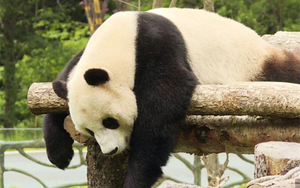 九寨沟熊猫园开园 四只大熊猫正式与公众见面