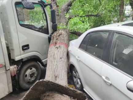 大树被货车撞倒在路上 城管局紧急绿化抢险后还排查了隐患树