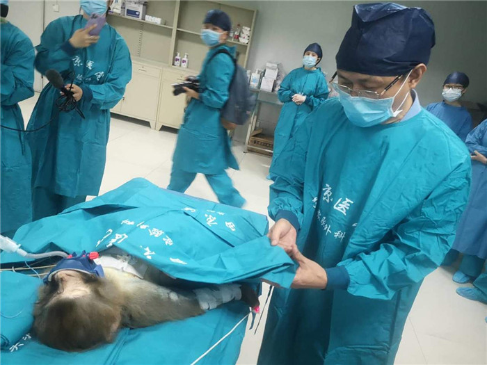 猪肝移植猴体存活已长达16天 突破国际最长存活时间记录