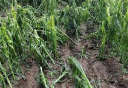 吉林舒兰遭风雹27个村庄受灾 有人10公顷玉米绝收