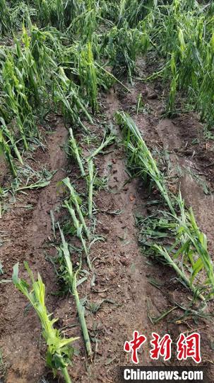 吉林舒兰遭风雹27个村庄受灾 有人10公顷玉米绝收