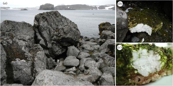 （a）乔治国王岛沿海，收集到聚苯乙烯泡沫样品（34×31×5厘米）（b，c）聚苯乙烯泡沫表面的特写镜头，上面长满了苔藓、藻类和地衣。