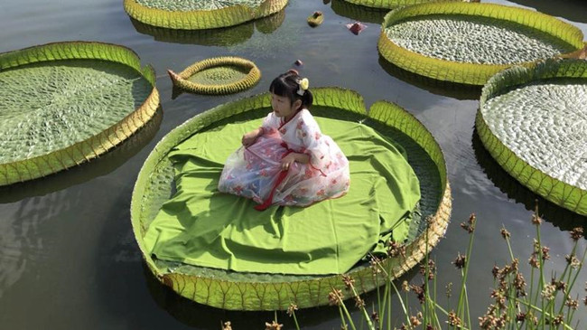 西安植物园王莲上可坐小朋友 水中大力士能托起70公斤物品