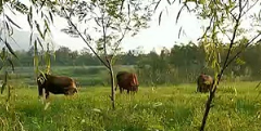 追踪|汉中居民在湿地公园放牛不听劝 环卫公司将派专人管护制止