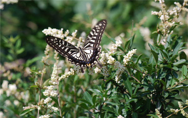 在西安生活的你 这些常见的蝴蝶你都见过几种？