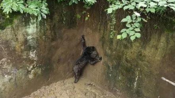西安周至县发现受伤被困黑熊 属于我国二级重要保护野生动物