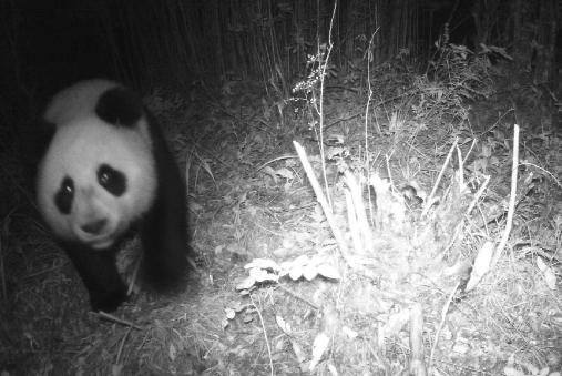 四川土地岭大熊猫国家公园首次通过红外相机拍到大熊猫身影