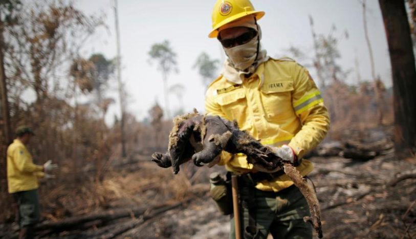 巴西亚马孙大火持续 动物被烧焦