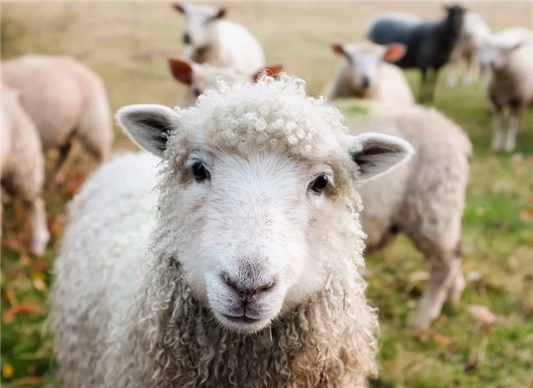 蒙古国向中国捐赠30000只羊来了！阿里：愿免费清点
