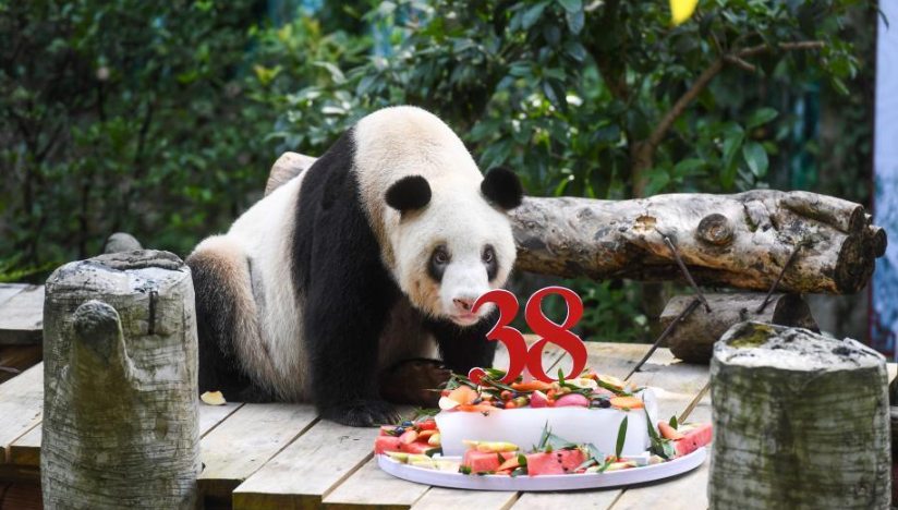 现存世界上最年长圈养大熊猫“新星”迎38岁生日