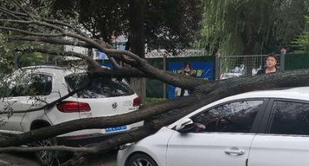 西安市凤城五路一行道树连根倾倒 市民骑车路过被砸幸无大碍