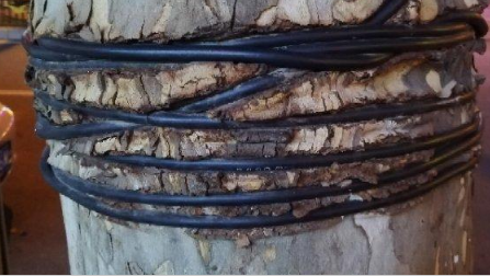 西安吉祥路十字的法桐树急需“松绑” 电缆深深地勒进树皮