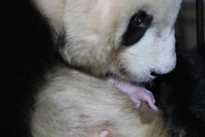 大熊猫永永顺利诞下一子 2020年首只秦岭大熊猫宝宝诞生