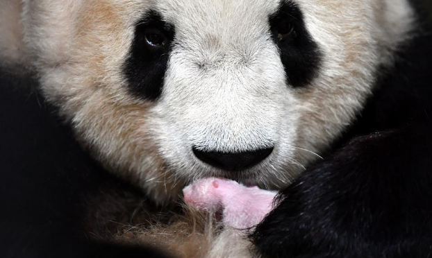 2020年首只秦岭大熊猫宝宝诞生 实现“四世同堂”