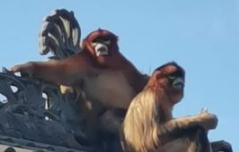 西安周至县惊现珍贵动物金丝猴 爬上村民屋顶开心玩耍