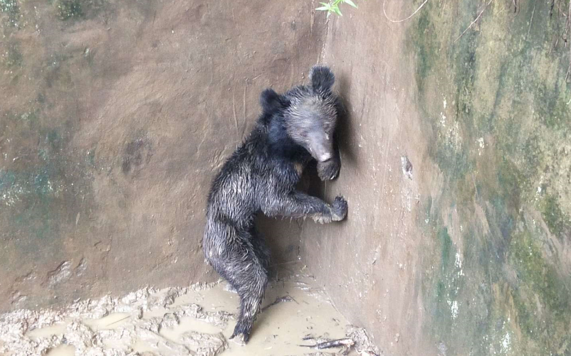 秦岭黑熊跌进废弃水泥深坑中 工作人员徒步一个多小时来救援