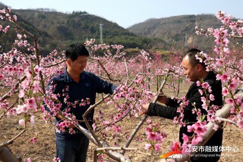 县农业农村局干部正在查看川道桃树开花情况