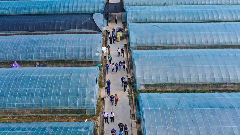 【中国梦·黄河情】宜川王湾村的脱贫蝶变：“产业扶贫+”让乡亲们富起来
