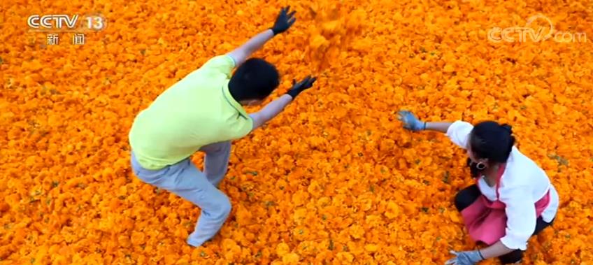 “中国农民丰收节”| 大江南北 红黄绿橙勾勒出最美丰收中国