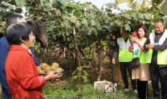 宝鸡眉县百名农民“网红”地头直播 助力猕猴桃销售