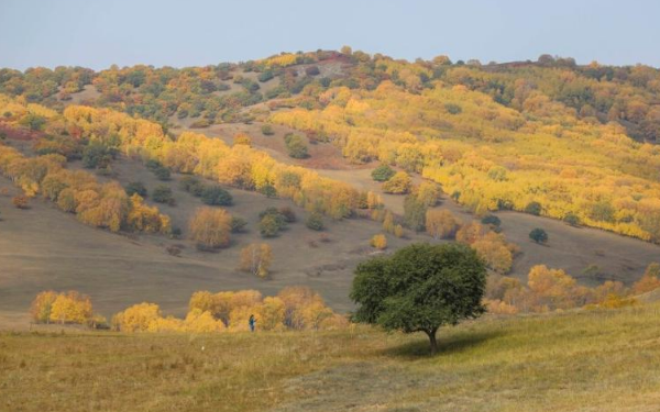 秋色渐浓！内蒙古乌兰布统色彩斑斓如童话世界