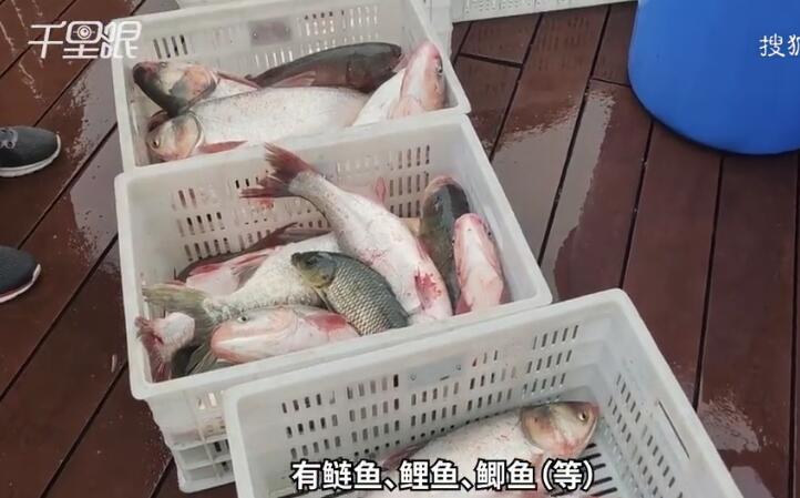 西北农林科技大打捞自养鱼供师生吃全鱼宴 学生：惦记鱼很久了