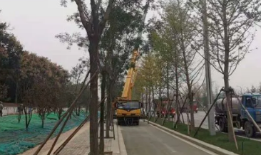 西安进一步提升城区道路绿化 航天南路新栽植120棵国槐 