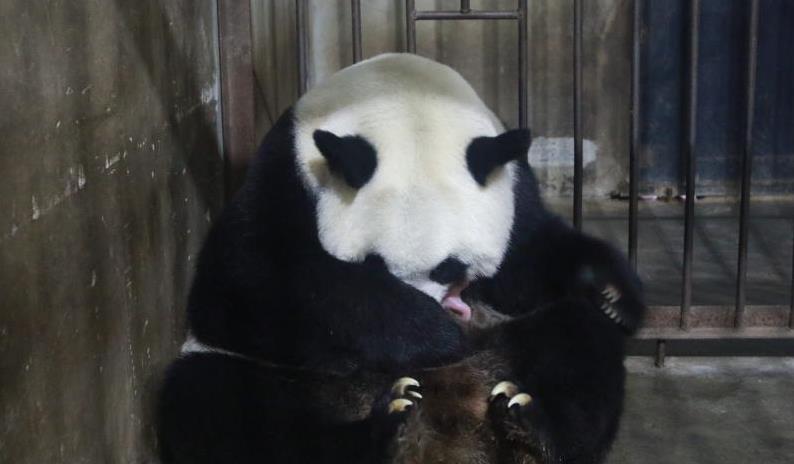 秦岭大熊猫繁育研究中心高龄大熊猫珠珠诞下幼仔