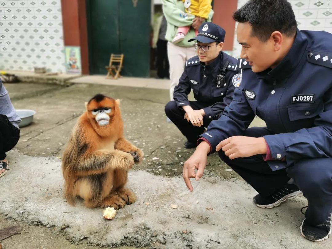 落单的金丝猴跑进村里坐在村民家门口吃水果 周至警方及时联系救助