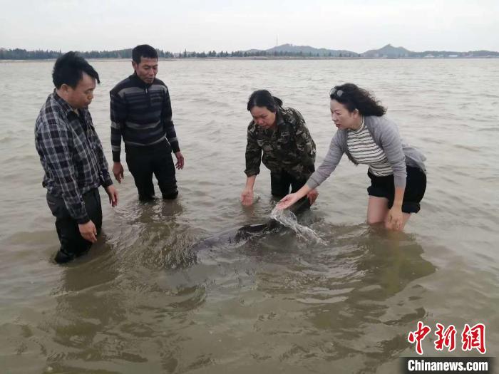 救助人员救助海豚 李景琳 摄