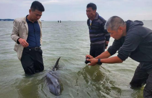 广西钦州三娘湾一海豚搁浅 获救后迟迟不肯回归大海