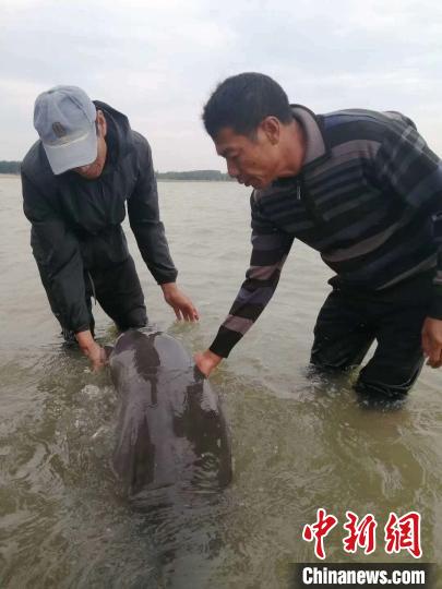 图为获救的海豚 李景琳 摄