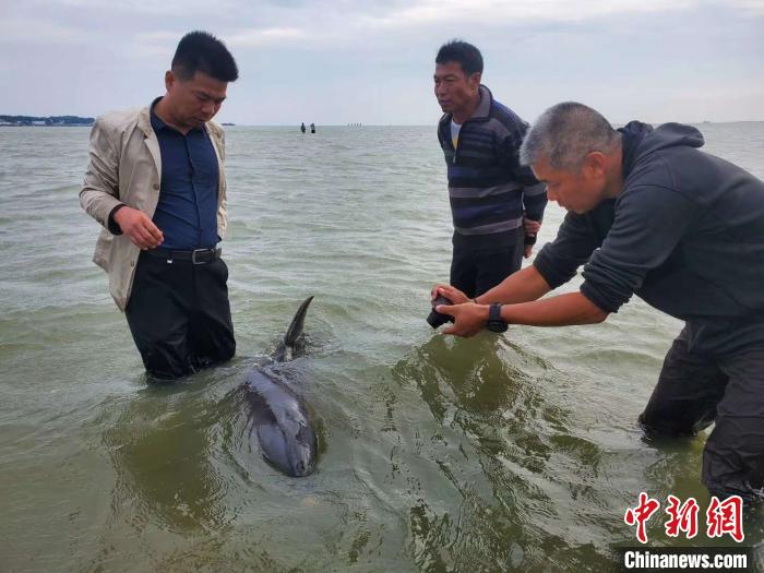 广西钦州三娘湾一海豚搁浅获救后迟迟不肯回归大海