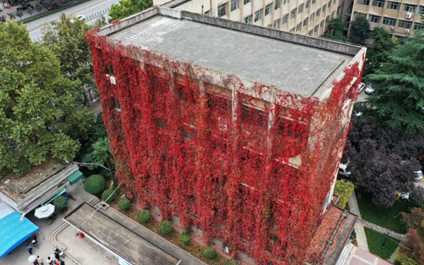 美！西安理工大学30年爬山虎让教学楼变身“红色瀑布” 