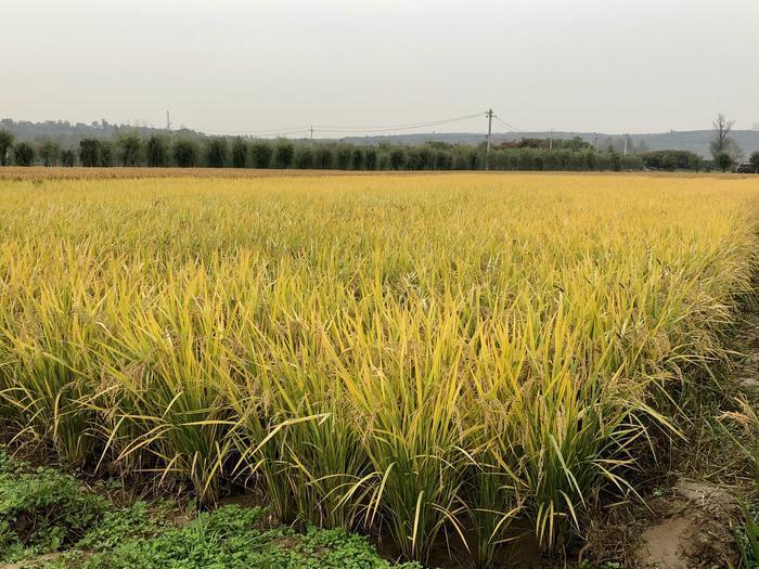 稻花香里说丰年 厉行节约 体验割水稻活动将于11月1日举行