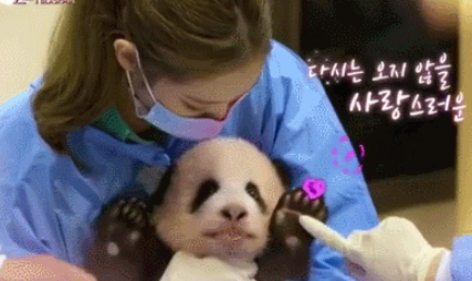 韩国女团录制团综 成员带妆抱熊猫幼崽引争议