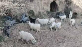 延安“灰太狼”盗窃山羊被抓 曾多地作案盗窃20多只山羊