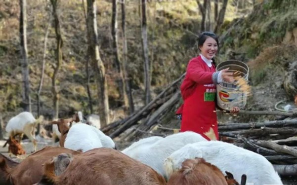 陕西90后大学生养猪曾年入80万 受洪灾影响改养山羊过渡
