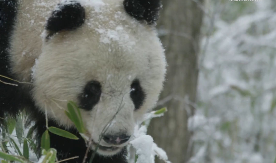 陕西成为世界第三大大熊猫繁育基地 5年人工繁育大熊猫32只