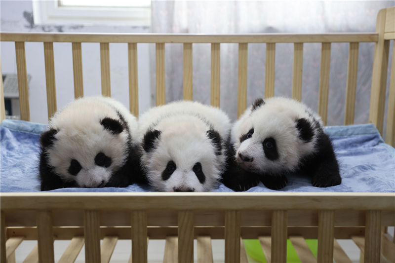 西安熊猫三姐妹满百日 面对镜头“羞答答”