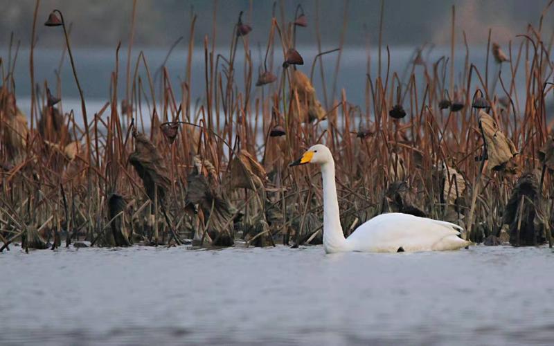 罕见！国家二级保护动物大天鹅现身西安灞河湿地公园