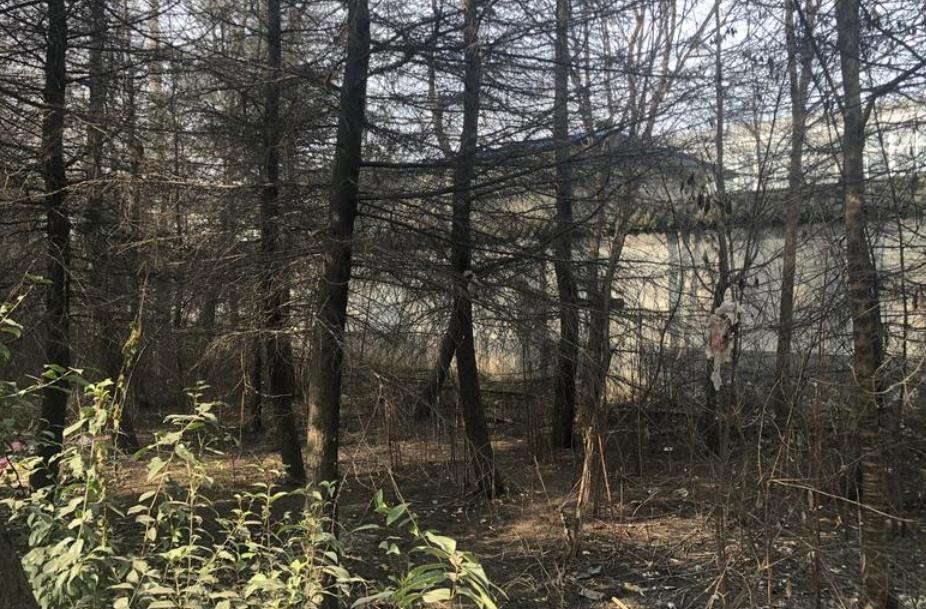 西咸新区一村民自留地里近60棵雪松全死了 疑是被污水“烧死”的